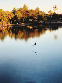 Birds flying over lake