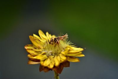 Close-up of insect on yellow flower
