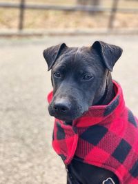Portrait of dog looking at camera