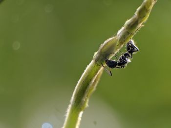 Close-up of insect on plant