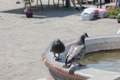 High angle view of pigeons perching on footpath