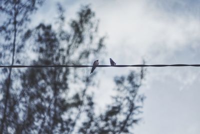 Low angle view of birds perching on cable against sky