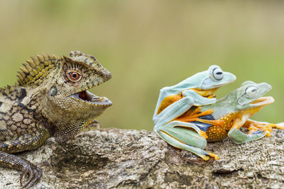 Close-up of a turtle