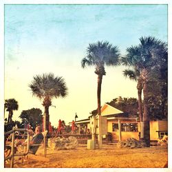 Palm trees against sky