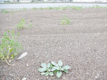 High angle view of plant growing on field