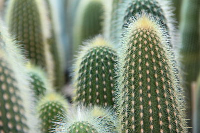 Close-up of cactus