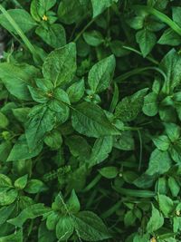 Full frame shot of green leaves