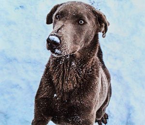 Close-up of a dog on snow