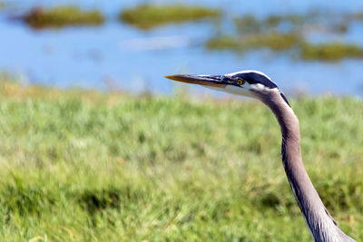 Close-up of gray heron on field