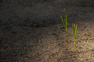 Close-up of small plant growing on field