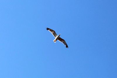 Low angle view of bird flying against clear sky