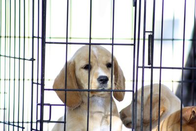 Close-up of dog looking away in cage