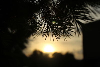 Close-up of silhouette palm tree during sunset