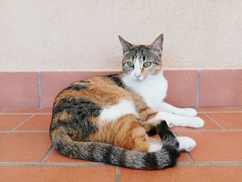 Portrait of cat sitting on the wall