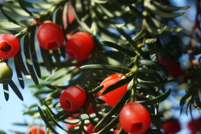 Close-up of red berries growing on tree