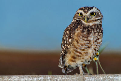 Close-up portrait of owl