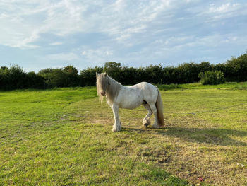 Old white horse, in a field, with trees in the background in, bradford, yorkshire, uk