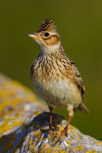 Close-up of bird perching