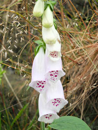 Close-up of flower against grass