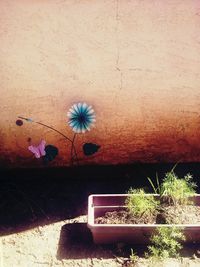 Potted plant on wall