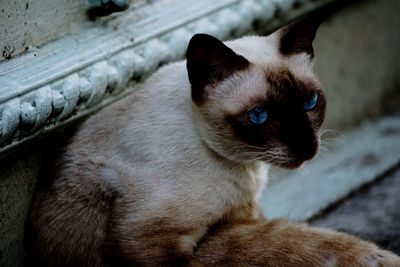 Close-up portrait of a siamese cat