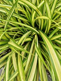 Full frame shot of fresh green plants