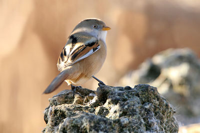 Close-up of bird perching on rock