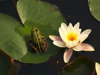 Close-up of lotus water lily in pond
