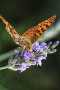 Close-up of butterfly pollinating on purple flower