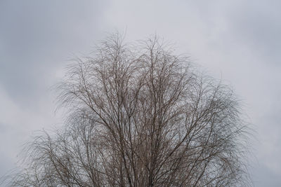 Low angle view of silhouette tree against sky