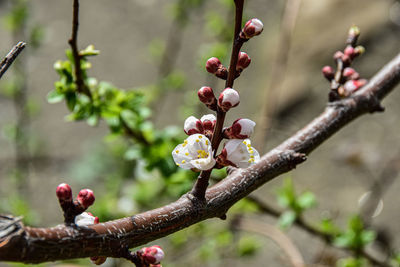 Close-up of berries on branch