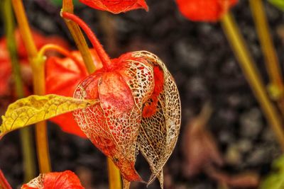 Close-up of red berries on plant