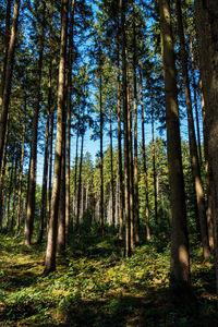 Low angle view of pine trees in forest