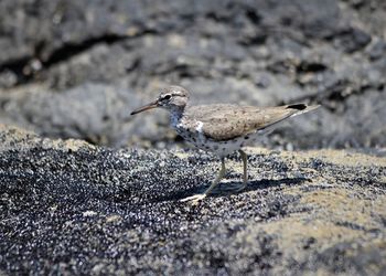 Close-up of bird perching on rock