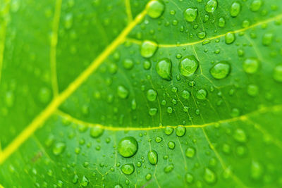 Close-up of raindrops on green leaves