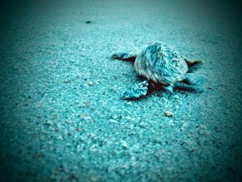 High angle view of cat