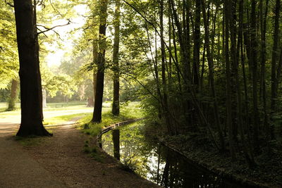 Rear view of man walking in forest