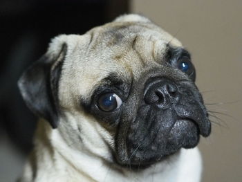 Close-up portrait of pug