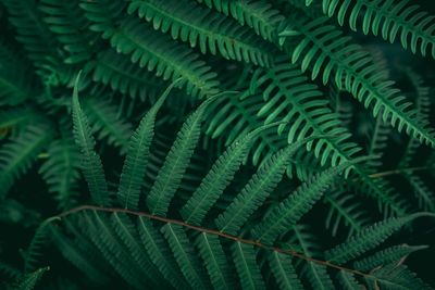 Close-up of fern leaves