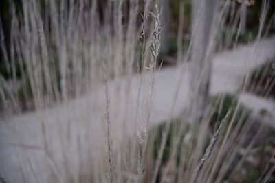 Close-up of plant against blurred background