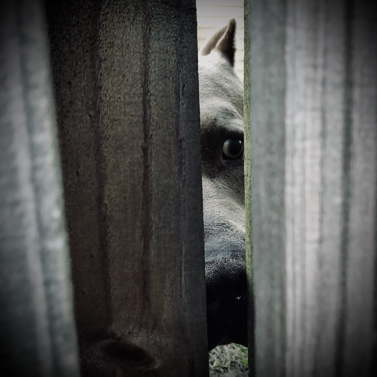 CLOSE-UP OF CAT LOOKING THROUGH FENCE