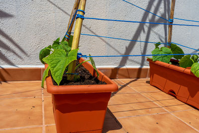 High angle view of potted plant on tiled floor