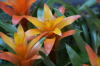 Close-up of orange flowering plant