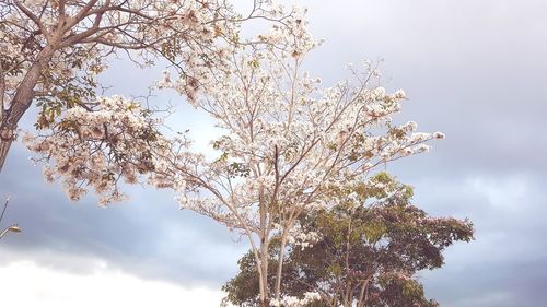 Low angle view of blooming tree against sky