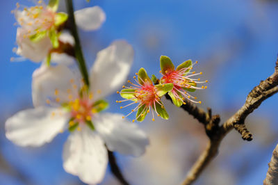 Close-up of almond blossom against sky