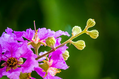 Close-up of purple flowering plant