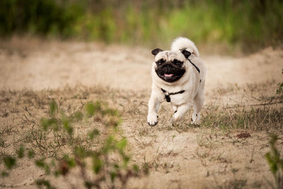 Portrait of dog running on field