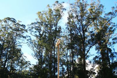 Low angle view of trees against sky