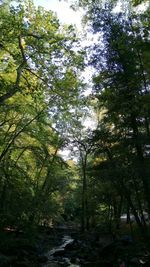 Low angle view of trees against sky