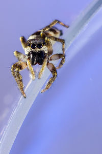 Close-up of spider